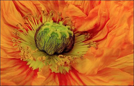 macro photo of orange poppy flower thumbnail
