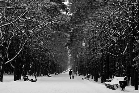 person walking near trees thumbnail