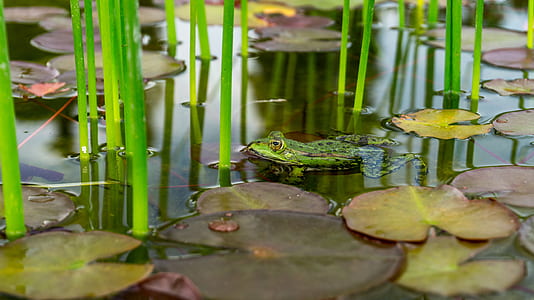 frog swimming on body of water surrounded with lily pods thumbnail