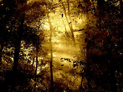 sun rays passing through trees thumbnail