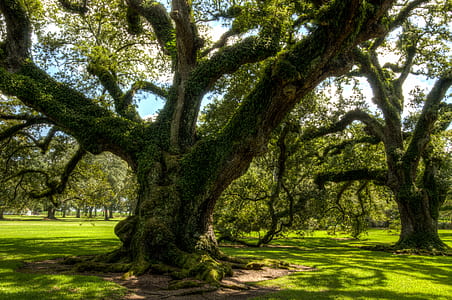 green leaf trees thumbnail