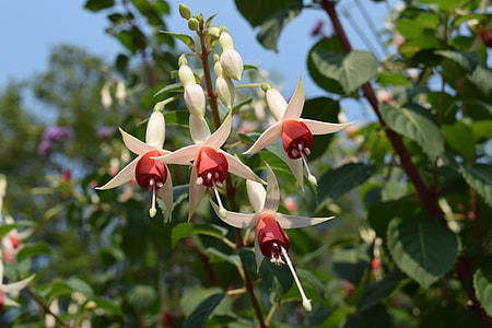 A Small Bell Flowers, Red Bells Flower thumbnail