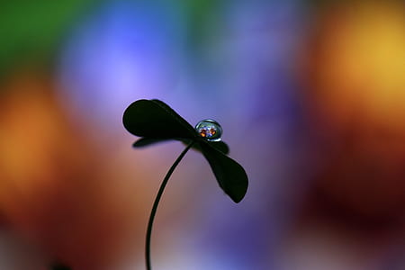 close-up photo of dew drop on plant thumbnail