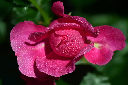 pink petaled flower with dew thumbnail