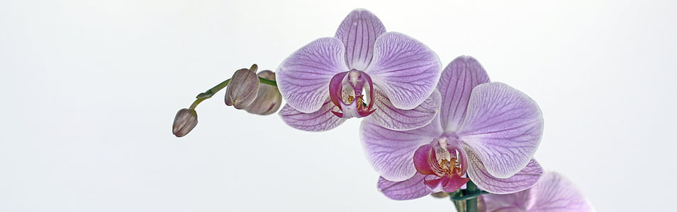 purple-and-red moth orchid flowers thumbnail
