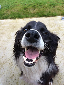 close-up photography of black and white border collie thumbnail