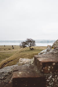 leafless tree near body of water thumbnail