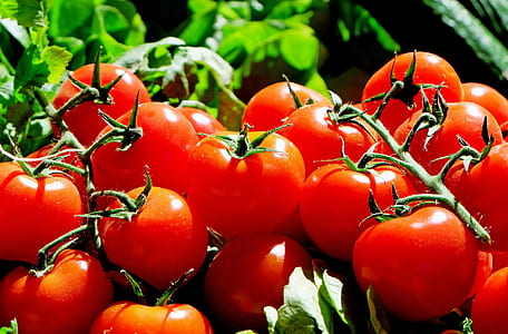 red tomatoes thumbnail