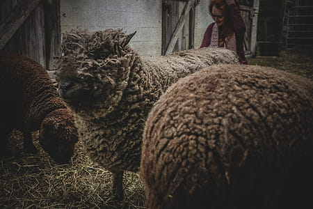 Three Sheep in Barn thumbnail