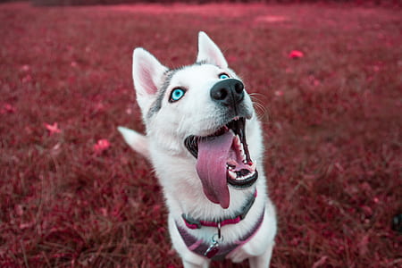 adult white and gray Siberian Husky with tongue out standing on red grass field thumbnail