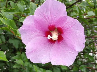 pink mallow flower close-up photography thumbnail