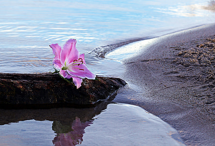 pink petaled flower on seashore during daytime thumbnail