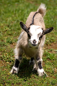 brown and white 4-legs animal thumbnail