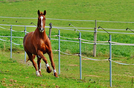 running horse on grass field thumbnail