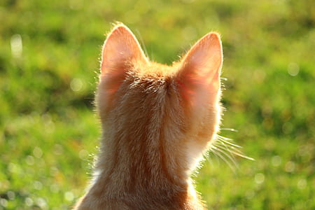 close-up photography of orange kitten thumbnail