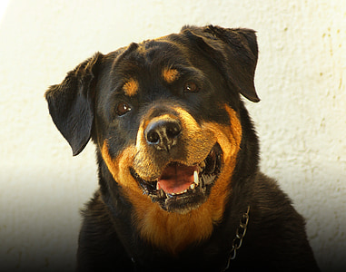 adult rottweiler thumbnail