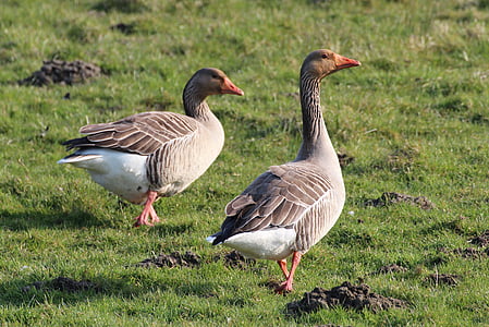 two gray and white ducks standing on green grass at daytime thumbnail