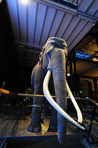 Mammoth, Museum Of Natural History thumbnail