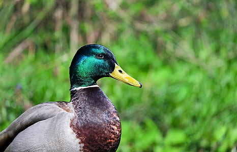 selective focus photography of male mallard duck thumbnail