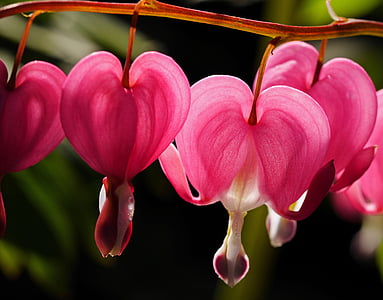 selective focus photography of pink bleeding heart flowers thumbnail