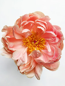 pink flower thumbnail