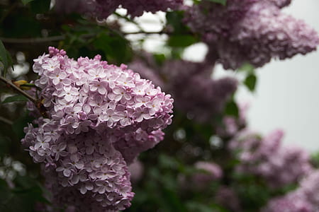 macro photography of cherry blossoms thumbnail