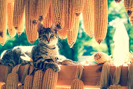 brown tabby cat surrounded by sweetcorns thumbnail