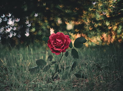 shallow focus photography of red rose flower thumbnail