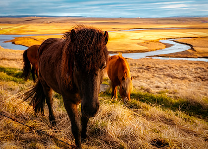 two brown brown horses on grass field near river thumbnail
