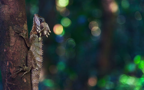 green and brown lizard on tree thumbnail