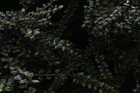 green leafed plant thumbnail