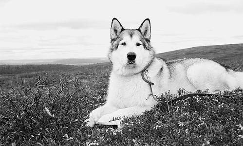 Siberian husky lying on field thumbnail