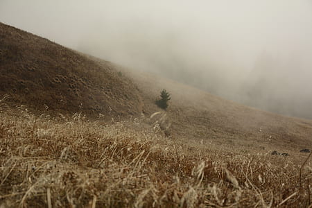 photo of brown plant field thumbnail