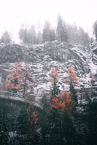assorted trees on edge of snowy hills thumbnail