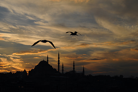 birds flying thumbnail