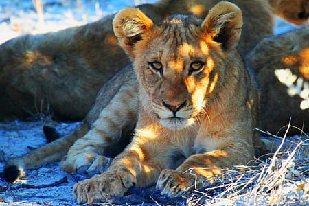 Lions in Africa thumbnail