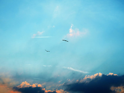 two birds flying thumbnail