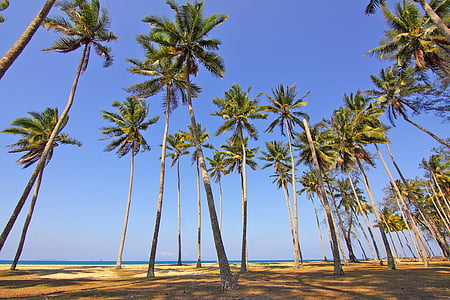 coconut trees on shore thumbnail