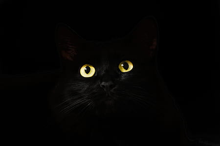 black cat wallpaper thumbnail
