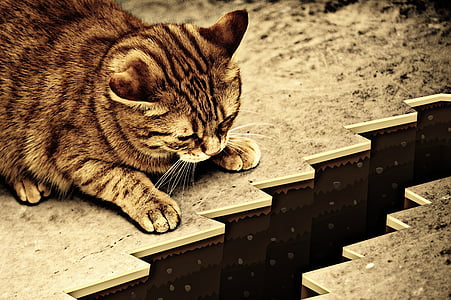 brown tabby cat on brown surface thumbnail