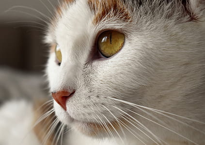 white and brown cat thumbnail