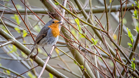 selective focus photography of European robin perching on branch thumbnail