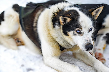 adult white and black Siberian husky close-up photo thumbnail