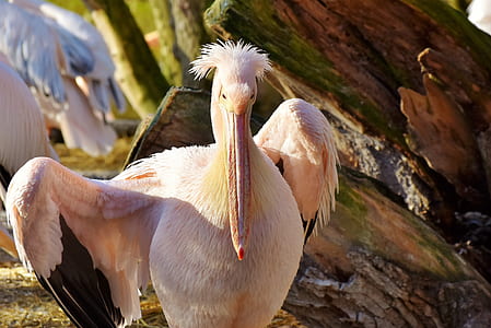 closeup photo of white toucan thumbnail
