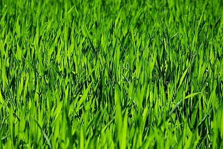 green grass field thumbnail