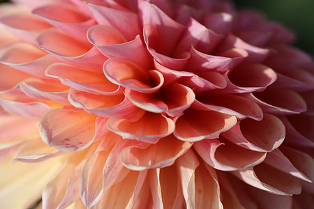 closeup photography of pink Dahlia petals thumbnail