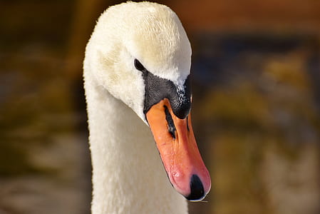 white duck in close-up photography thumbnail