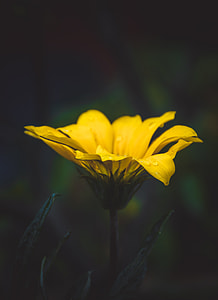 shallow focus photography of yellow flower thumbnail