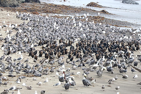 Gray Birds thumbnail