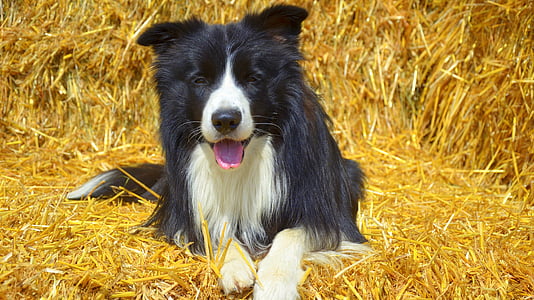 adult black and white border collie lying on the field thumbnail